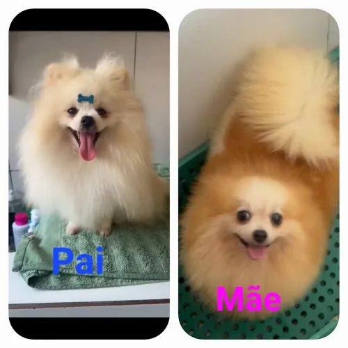 Lulu da Pomerânia MACHO