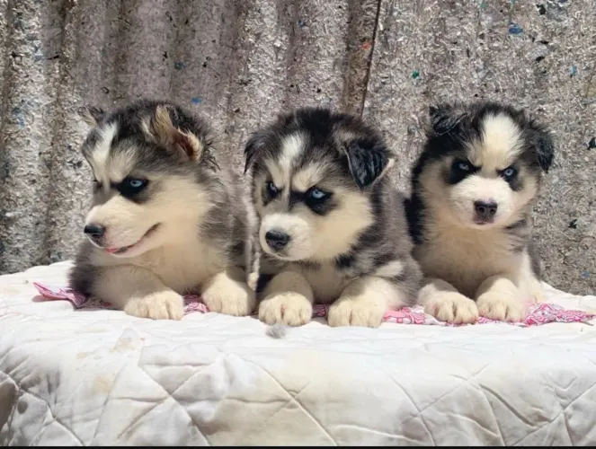 Filhotes Husky Siberiano