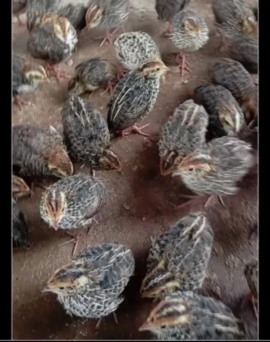 codorna filhotes 