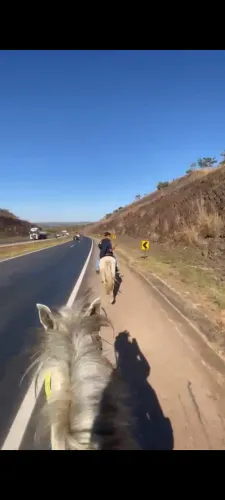 Cavalo esquipador