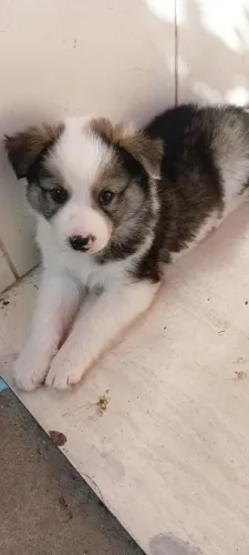 Último macho tricolor