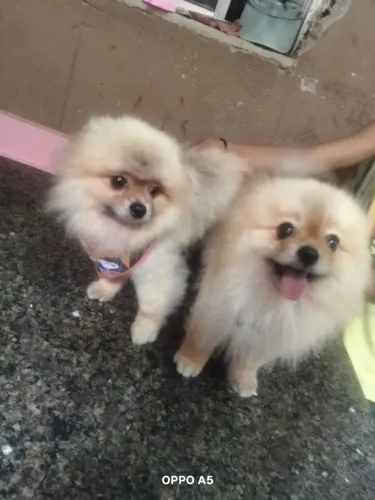 Vendo ou troco lulu da pomerania