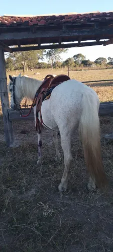 Cavalo macio e muito docil!!