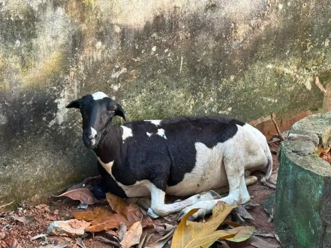 Ovelha Prenha