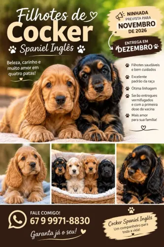 Filhotes de Cocker Spaniel Inglês