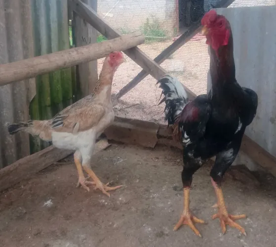 Galo índio gigante e galinha india