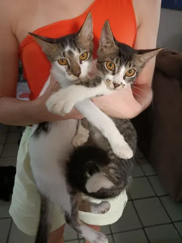 Gatos para adoção responsável 