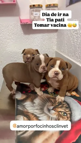 Filhotes de american bully disponível