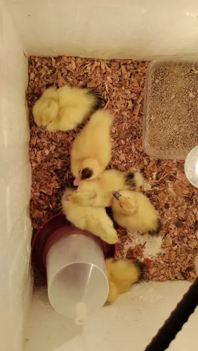 Filhote de pato