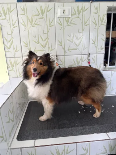 Pastor de shetland fêmea 1,4 anos com pedigree CBKC - matriz 