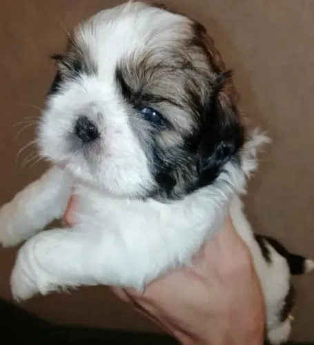 Shihtzu Mini Filhotes Delicados.