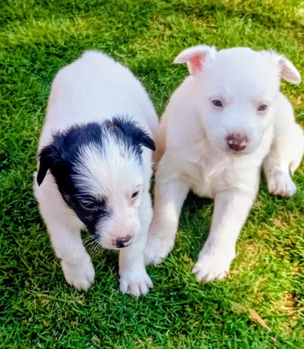 Border collie