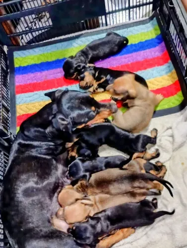 FILHOTES  COFAP OS FAMOSOS SALCHICHA DISPONÍVEL PARA VENDAS SO CHAMAR * ZAP 