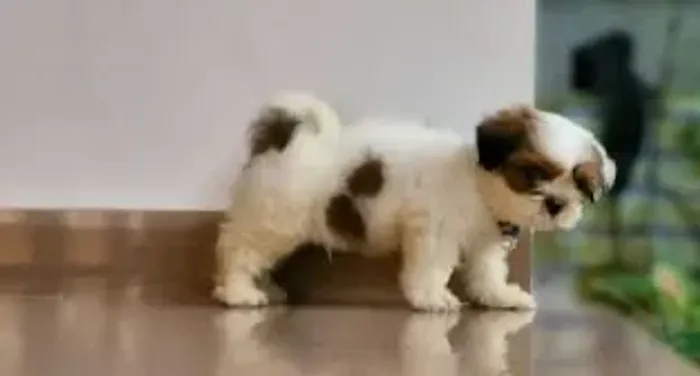 Shih tzu Parece pelúcia, mas é amor de verdade para sua mãe