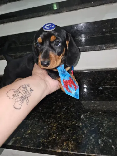 Basset teckel machos lindos disponíveis 