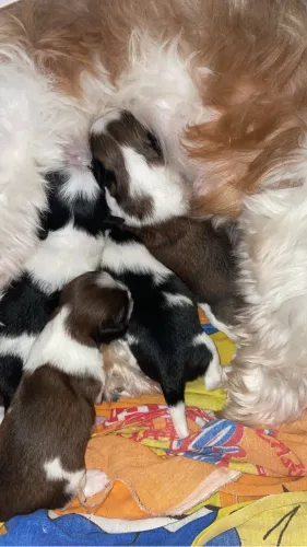 Lindos filhotes shih tzu mini