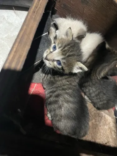 Adoção responsável gatinhos