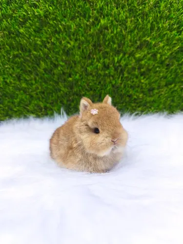 Netherland Dwarf ( coelho anão)