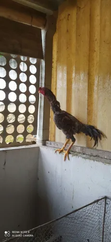 Índio Carijo 200,00