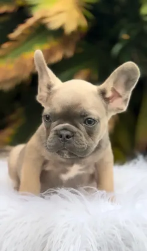 Filhote Bulldog Francês
