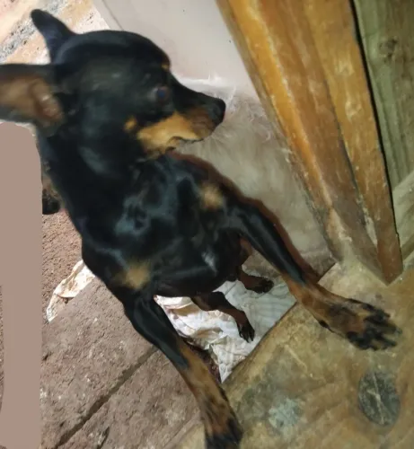 Pincher n°1 adulto