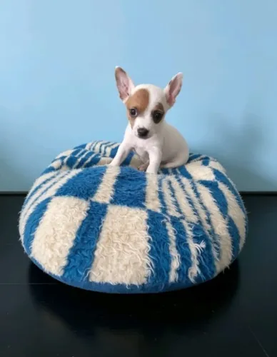 Pinscher Zero Bem Cuidado