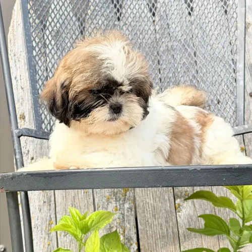 Lhasa Apso / Entregamos ainda hoje
