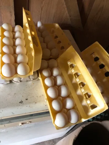Ovos Galados Marrecos Pequim 70,00 Reais Dúzia Vendo 08 Patos Pretos 50,00 Reais Unidade 