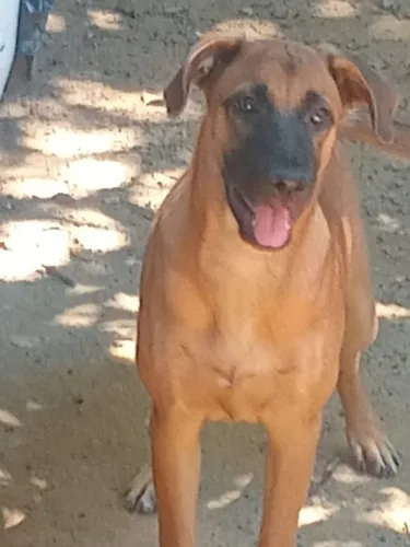 Doação de cachorros macho e fêmeas 