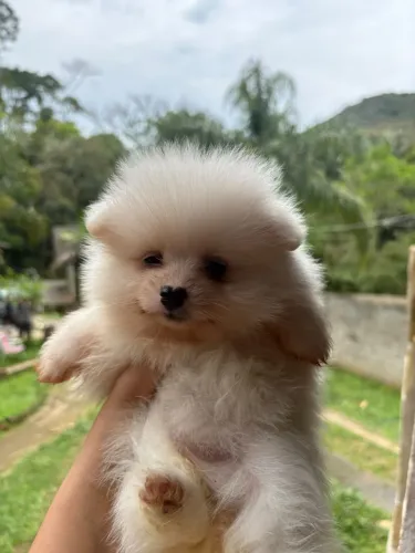 Lulu da pomerania fêmea 