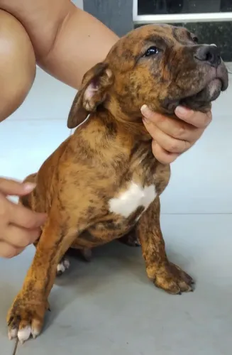 Lindo filhote de Staffordshire Fawn brindle