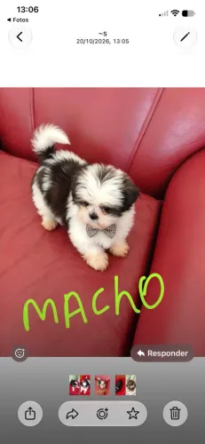 Filhote Shihtzu