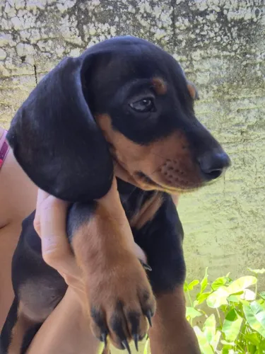 Filhote dachshund (salsichinha) teckel