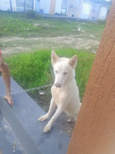 Cachorro husky siberiano