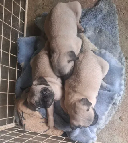 Filhote de pug 
