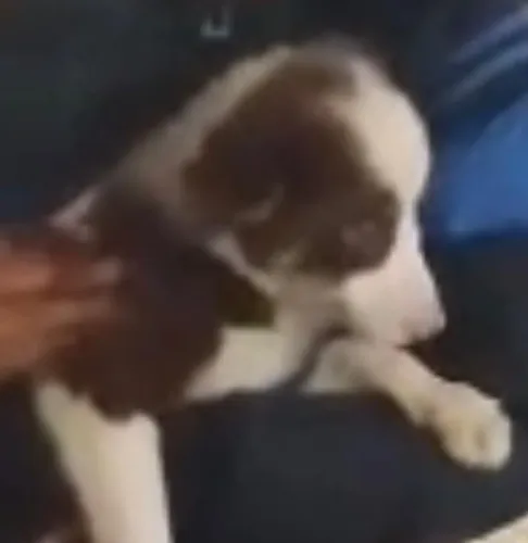 Border collie filhote carinhoso disponível
