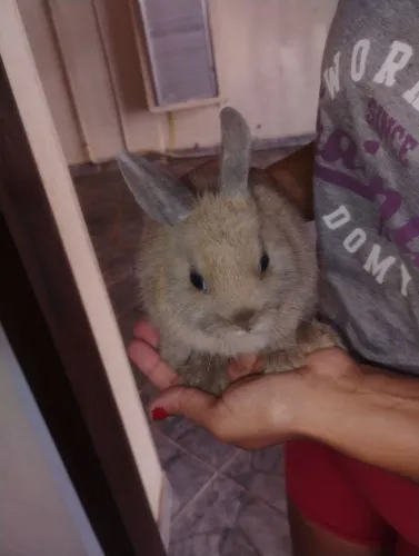 Mini coelho Netherland Dwarf 
