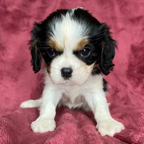 Cavalier King Charles Spaniel - A fofura real que você merece ter ao seu lado