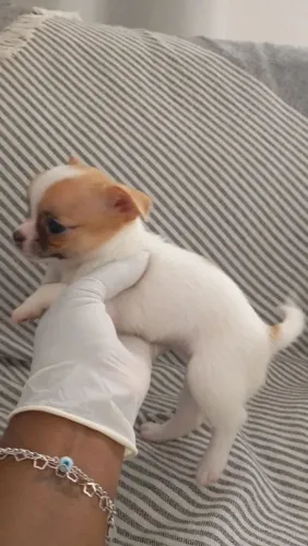 Chihuahua de Pelo Curto Filhotes