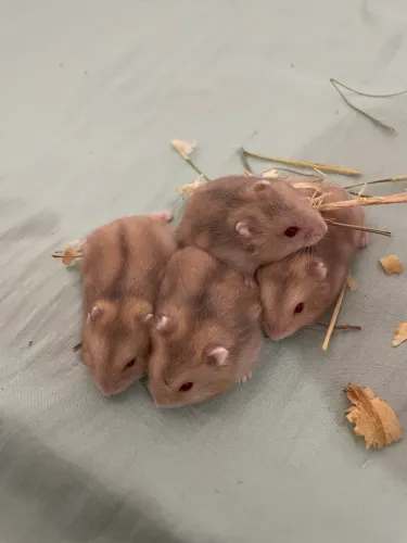 Lindos hamster