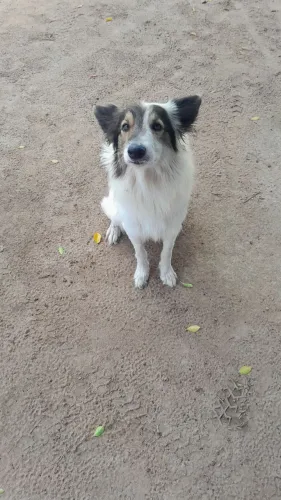 Cachorro bordie collie doação
