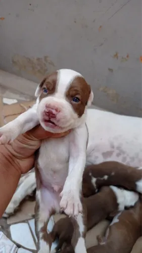 Vendo filhote de pitubull 