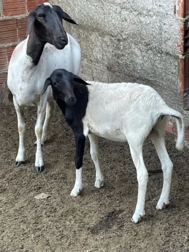 Borregas da raça Doper