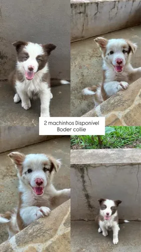 Filhotes Boder collie exóticos 