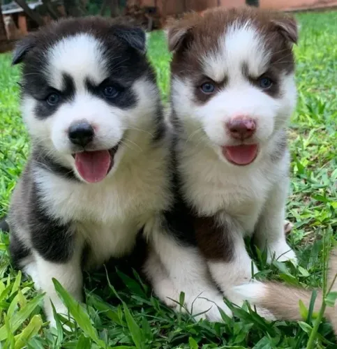Husky Siberiano,Husky Siberiano Filhote Disponível Entrega Facilitada