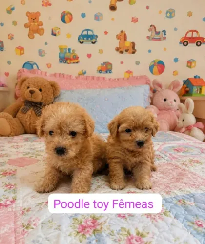 POODLE TOY MACHOS E FÊMEAS