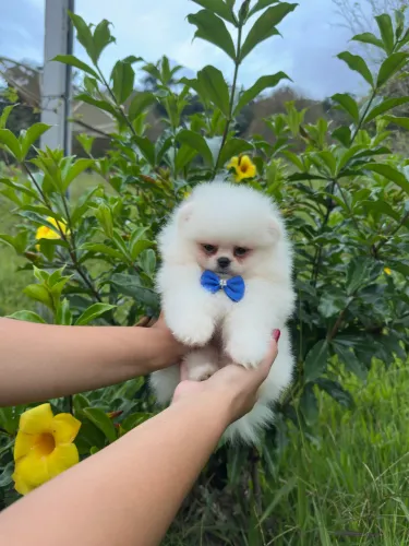 Lulu da Pomerânia Spitz Alemão Alto Padrão 1900 Inicial