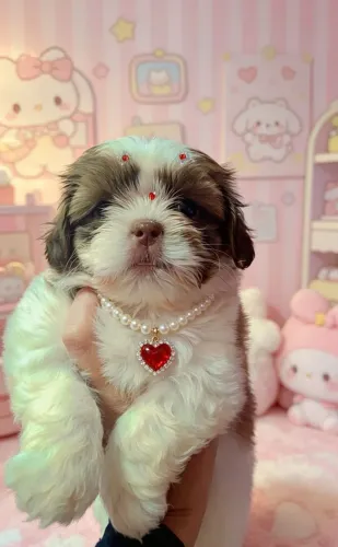 SHIH TZU FÊMEA