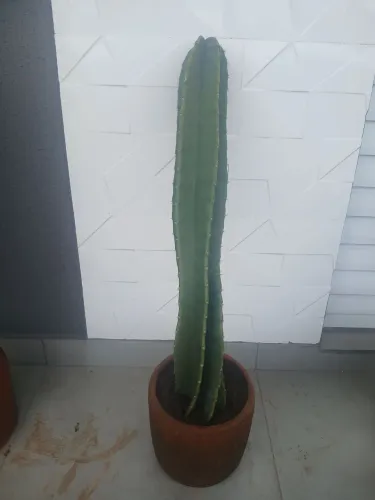 Cacto