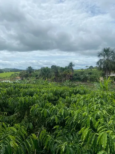 TERRA DISPONÍVEL 76960-000